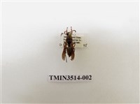 藏品(姬馬蜂)的圖片